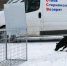 Отлов безнадзорных животных - Город Ужур