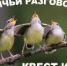 Птичьи разговоры - Ужурский ЦДО